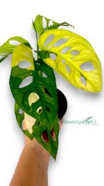 Monstera Adansonii Aurea Variegated