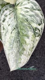 Scindapsus Peasun - Image 5