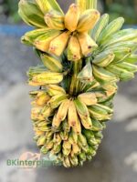 Musa Sapientum. Saba(Kluai Hin) Banana Variegated