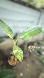 Musa Sapientum. Saba(Kluai Hin) Banana Variegated - Image 2