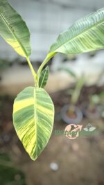 Musa Sapientum. Saba(Kluai Hin) Banana Variegated - Image 3