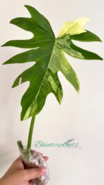 Philodendron Radiatum Variegated 1 Leaf