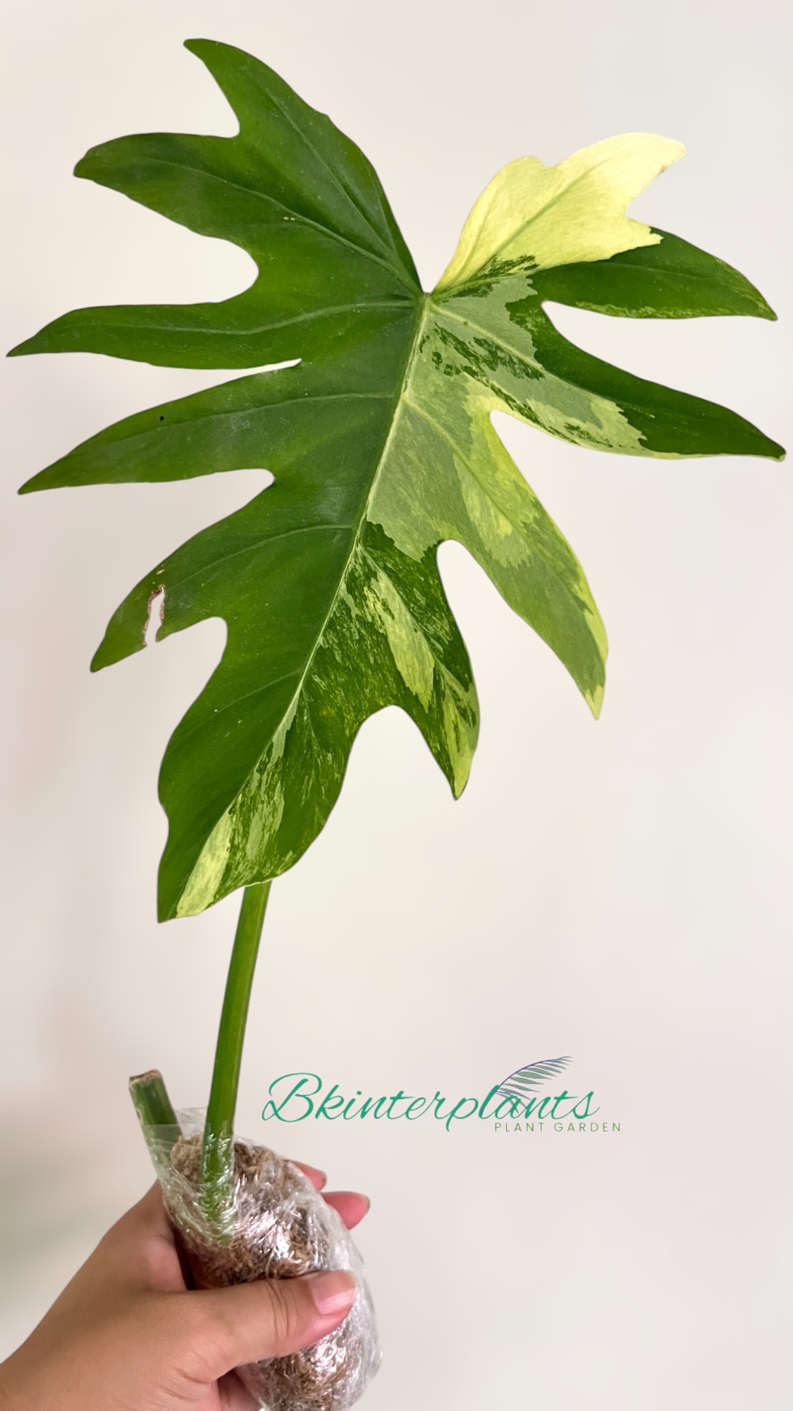 ccimg_9880-photoroom.jpg Philodendron Radiatum Variegated 1 Leaf - Image 1