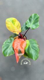 5 Plants Philodendron Black Cadinal Hybrid Variegated - Image 2