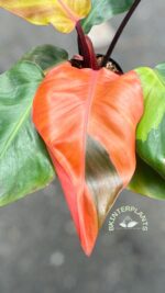 Philodendron Black Cadinal Hybrid Variegated