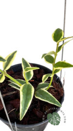 Hoya Bella Albo Marginata Variegated - Image 3