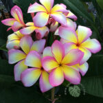 Plumeria E-Saan Girl