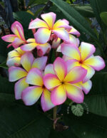 Plumeria E-Saan Girl