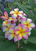 Plumeria E-Saan Girl - Image 2