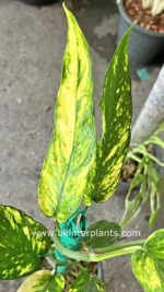 Epipremnum Pinnatum Yellow Flame No.1 size S - Image 2