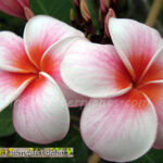 Plumeria " Cherry Pink "