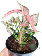 5 Plants Syngonium Pink Rolli