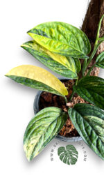 Monstera Karstenianum Variegated Size L - Image 2