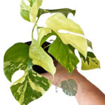 Rhaphidophora Tetrasperma Variegated (Mini Ginny Monstera)