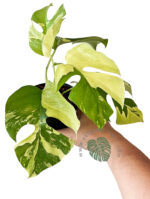 Rhaphidophora Tetrasperma Variegated (Mini Ginny Monstera)
