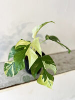 Rhaphidophora Tetrasperma Variegated (Mini Ginny Monstera) - Image 4