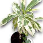 Baobab (Adansonia digitata) Variegated