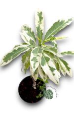 Baobab (Adansonia digitata) Variegated