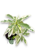 Baobab (Adansonia digitata) Variegated - Image 2