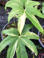 Anthurium Pedatoradiatum Variegated 1 Leaf - Image 2