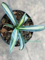 Agave americana Variegated - Image 3