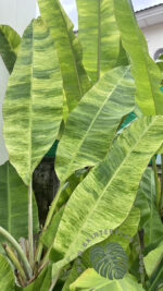 5 Plants Musa acuminata Colla Simmonds Variegated - Image 2