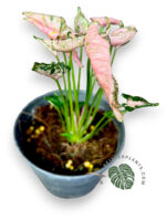 5 Plants Syngonium Pink Rolli - Image 2