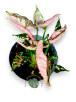 5 Plants Syngonium Pink Rolli - Image 4
