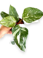 Philodendron White Knight Marble Variegated - Image 4