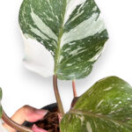 Philodendron White Knight Marble Variegated