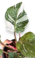 Philodendron White Knight Marble Variegated