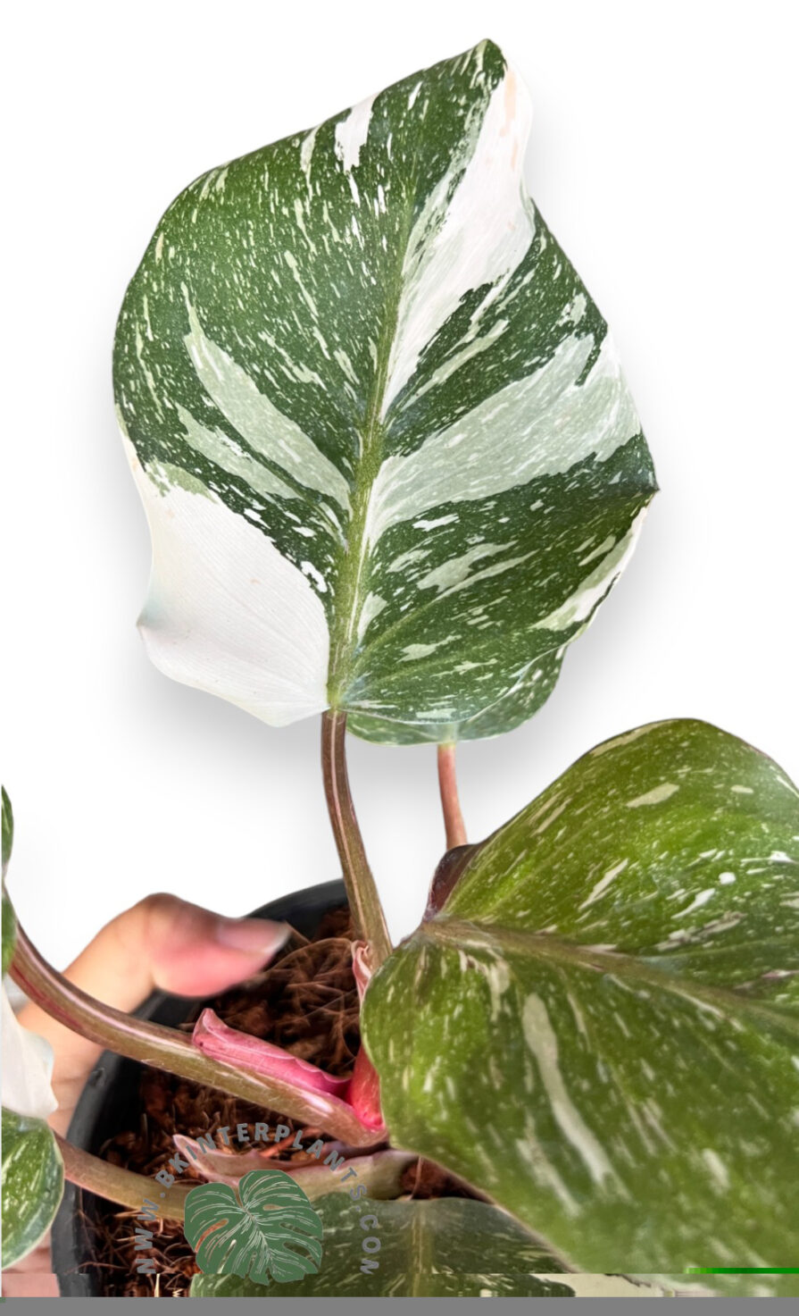philodendron-white-knight-marble-variegated-rare Rare Philodendron White Knight Marble Variegated with high-contrast white mottled foliage.