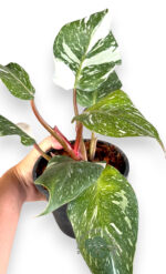 Philodendron White Knight Marble Variegated - Image 2