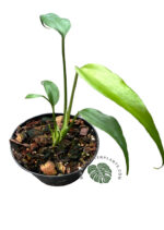 Monstera Burle marx Flame Size S - Image 3