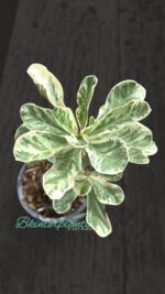 Marble Leaf Adenium(Deset Rose) Variegated