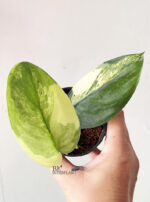 Scindapsus Jade Satin Variegated size S - Image 4