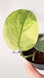 Scindapsus Jade Satin Variegated size S - Image 3