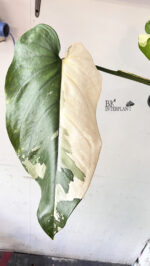 Syngonium Chiapense Variegated - Image 2