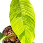 Rhaphidophora Foraminifera Aurea Variegated