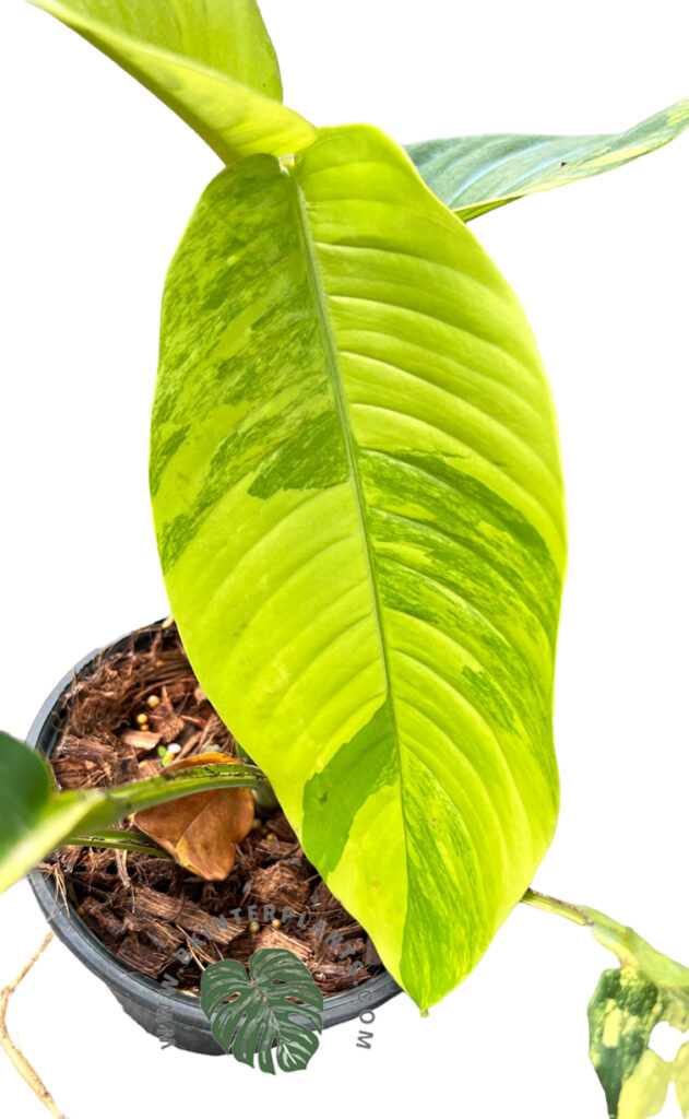 Rhaphidophora foraminifera Aurea Variegated with vibrant golden-yellow marbling and natural fenestrations