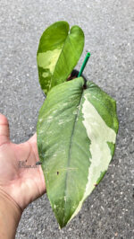 Syngonium Chiapense Variegated - Image 3