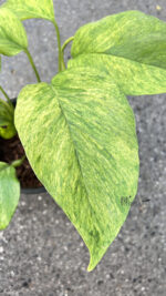 10 Plants Epipremnum Mint Leaf Variegated - Image 3