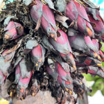 Musa (AAA group) ‘Roiplee’