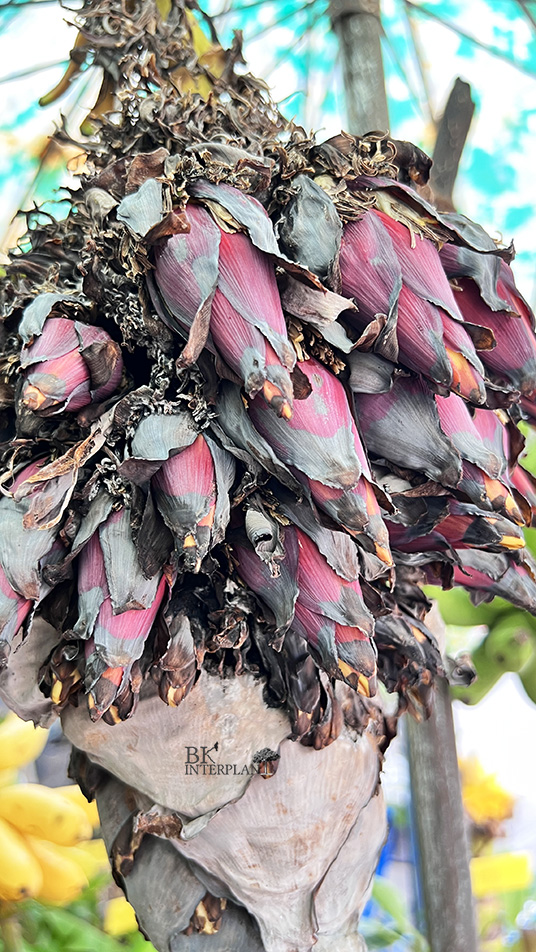 cimg_0783.jpg Musa (AAA group) ‘Roiplee’ - Image 1