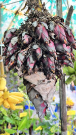 Musa (AAA group) ‘Roiplee’ - Image 3