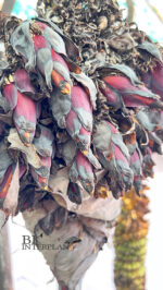 Musa (AAA group) ‘Roiplee’ - Image 2