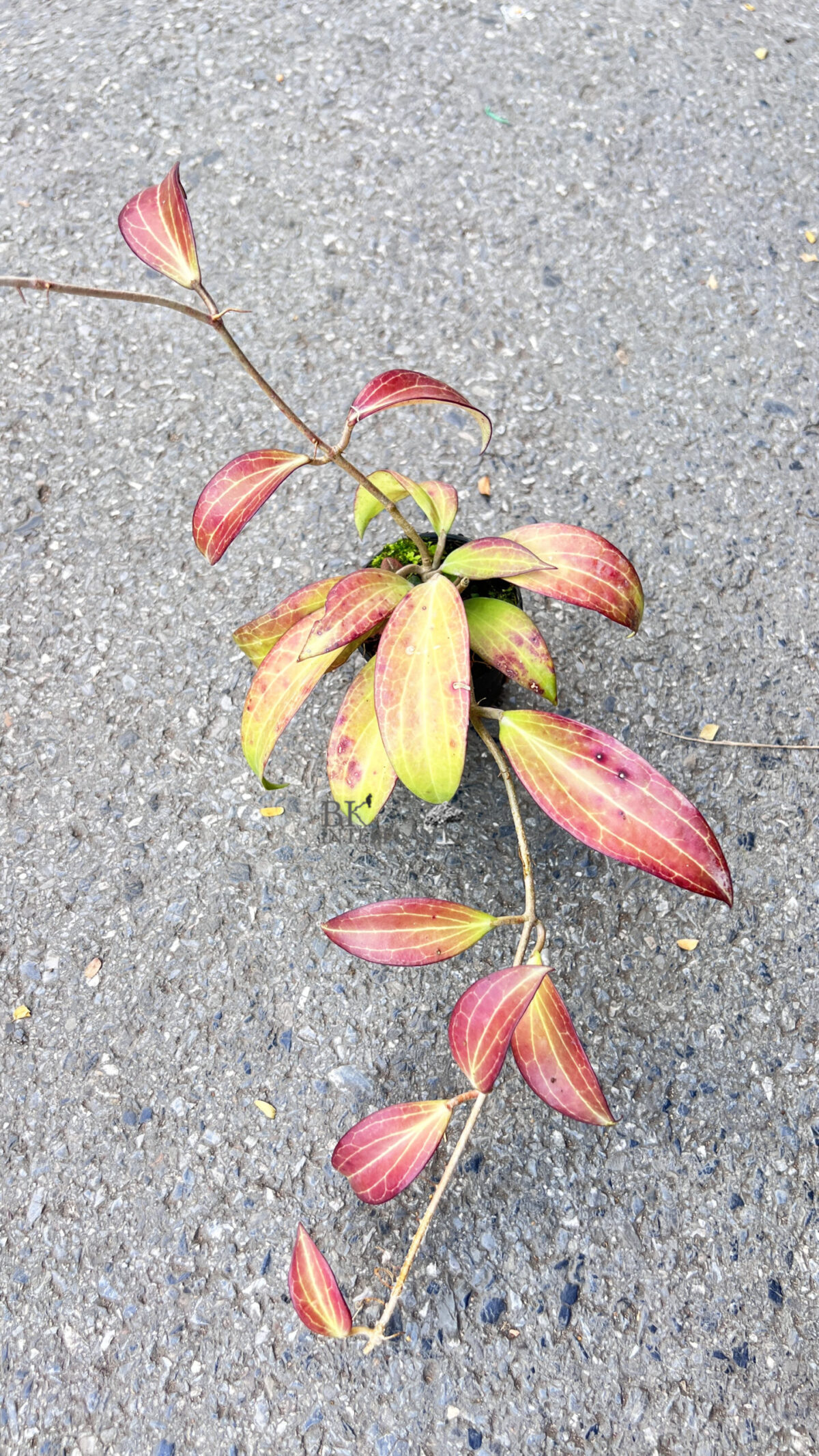 Hoya Merrillii Long Leaf - Image 2