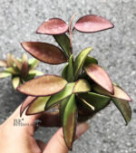 Hoya Collina - Image 2