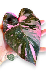 Philodendron Pink Princess Galaxy Variegated Size L