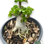 Adenium(Desert Rose) Arabicum DHA Lottus Tower